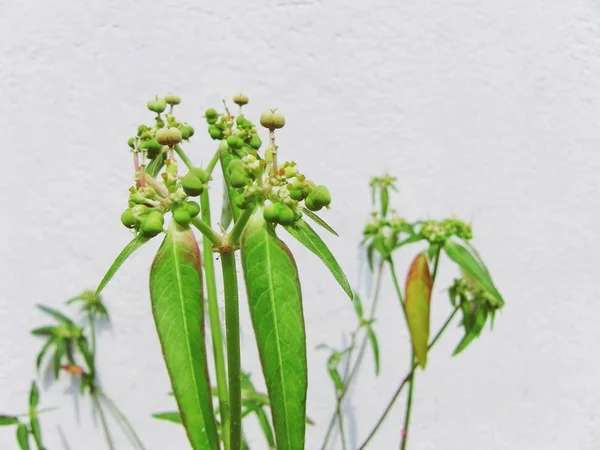 背景が白い壁に緑の植物 — ストック写真