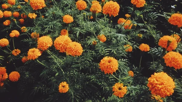 Bunga Marigold Mekar Taman — Stok Foto