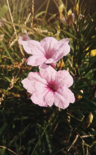 Mor Çiçek Bahçede Çiçek Açması — Stok fotoğraf