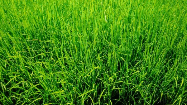 Grönt Ris Växterna Jordbruk Fält — Stockfoto