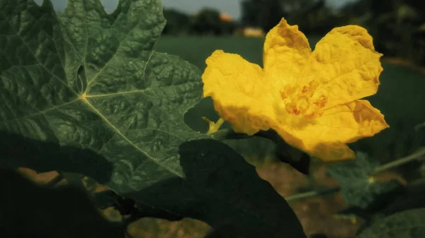 Pompoen Bloem Bloeien Tuin — Stockfoto