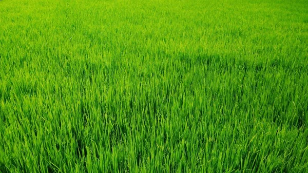 Riso Verde Nel Settore Agricolo — Foto Stock