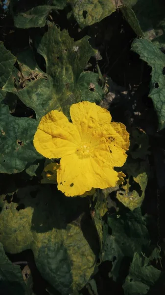 Pompoen Bloem Bloeien Tuin — Stockfoto