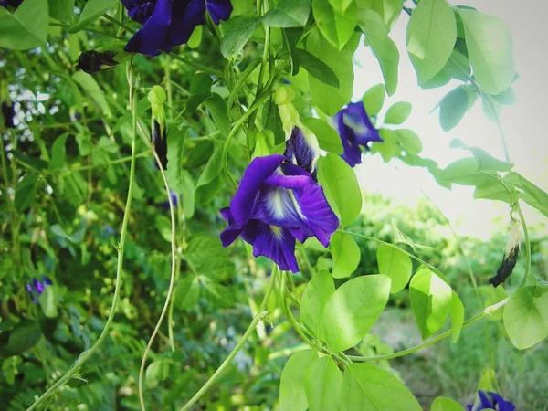 裏庭に美しい紫色の花 — ストック写真