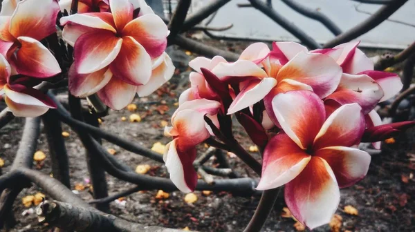 Güzel Pembe Turuncu Çiçekler Bahçede Çiçek Açması — Stok fotoğraf