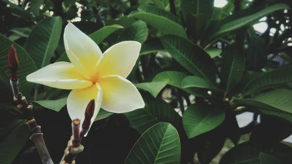 Lindas Flores Brancas Amarelas Florescendo Jardim — Fotografia de Stock