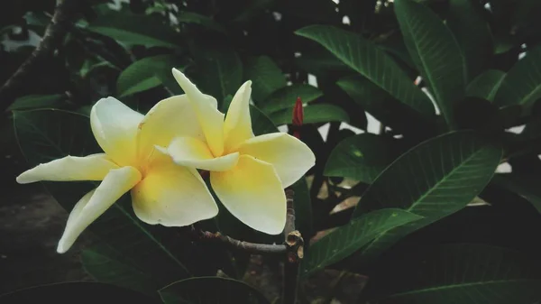 Mooie Witte Gele Bloemen Bloeien Tuin — Stockfoto