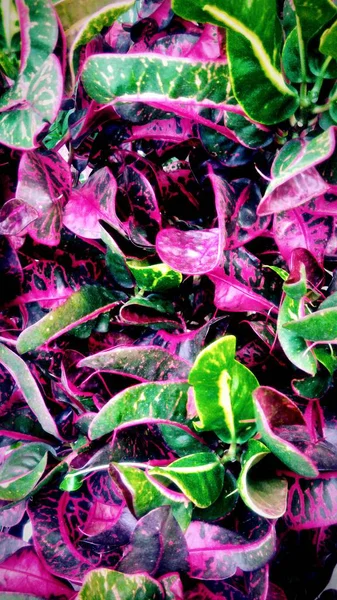 Motif Coloré Des Plantes Ornementales Dans Jardin — Photo