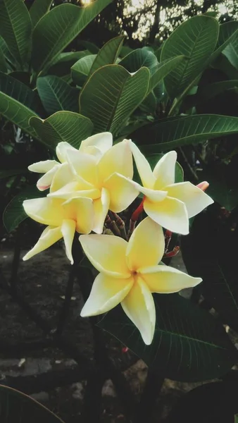 Bellissimi Fiori Bianchi Gialli Che Sbocciano Giardino — Foto Stock