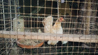 Beyaz tavuk ve civciv kafesi