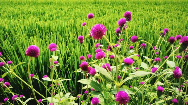 Pembe Çiçekler Yeşil Pirinç Alanlar Arka Plan Ile Çiçeklenme — Stok fotoğraf