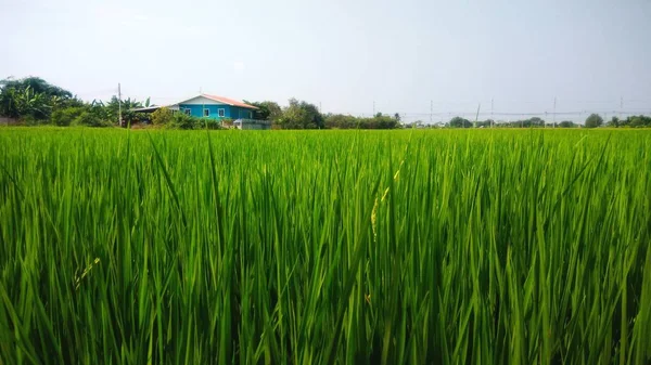 Hojas Verdes Plantas Arroz Los Campos —  Fotos de Stock