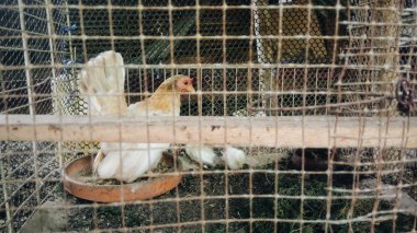 Beyaz tavuk ve civciv kafesi