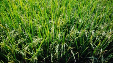 Yeşil alanları pirinç bitkilerin yaprakları
