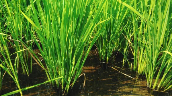 Gröna Blad Ris Växterna Fälten — Stockfoto