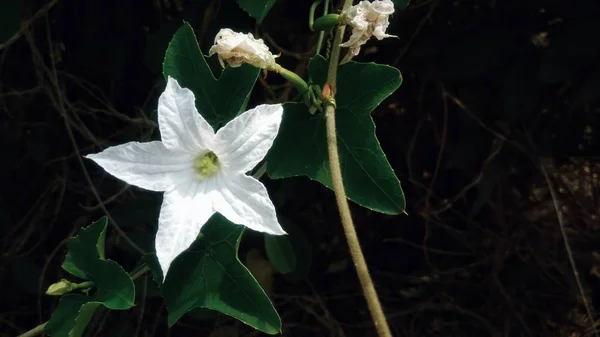 Weiße Blumen Blühen Hinterhof — Stockfoto