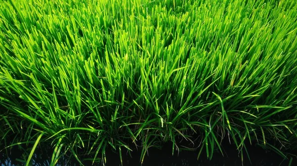 Green Leaves Rice Plants Fields — Stock Photo, Image