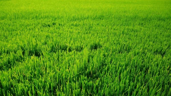 Gröna Blad Ris Växterna Fälten — Stockfoto