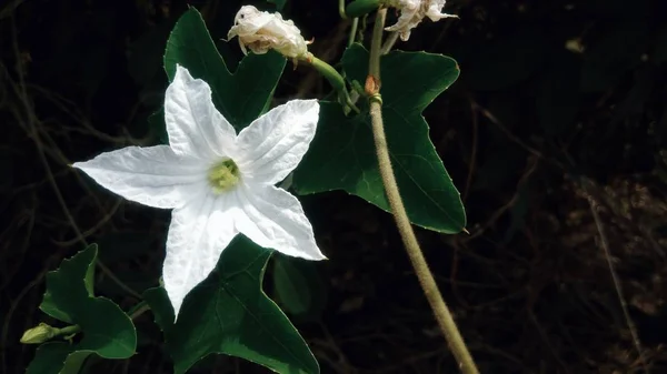 Białe Kwiaty Kwitnące Podwórku — Zdjęcie stockowe