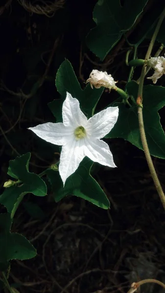 Fiori Bianchi Che Sbocciano Nel Cortile — Foto Stock