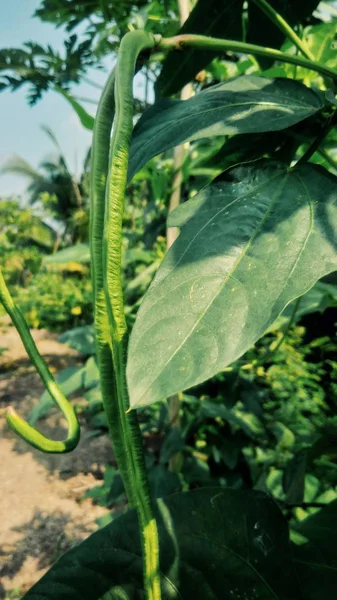 農園の新鮮な緑の豆 — ストック写真