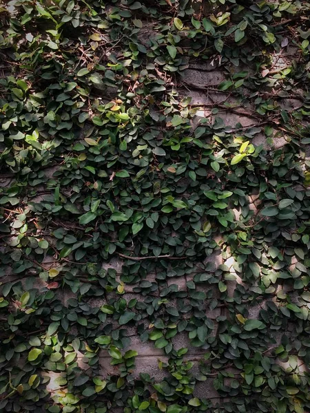 Weinrebe Der Alten Mauer — Stockfoto