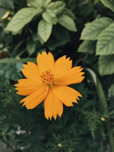 Όμορφα Κίτρινα Λουλούδια Ανθίζουν Στον Κήπο — Φωτογραφία Αρχείου