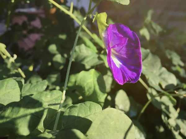 Prachtige Paarse Bloemen Bloeien Tuin — Stockfoto