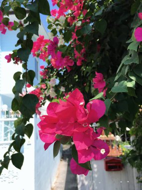 Pembe Begonviller Çiçekler bahçede çiçek açması 