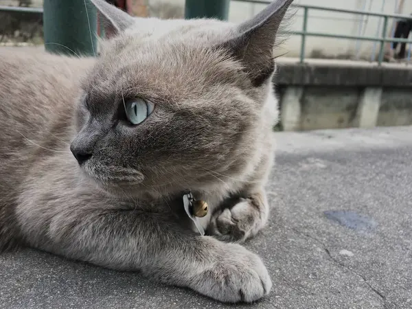 一只猫在水泥地板上看着相机 — 图库照片