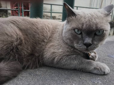 Beton zemin kameraya bakarak bir kedi 