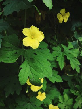 Bahçede çiçek sarı çiçek 