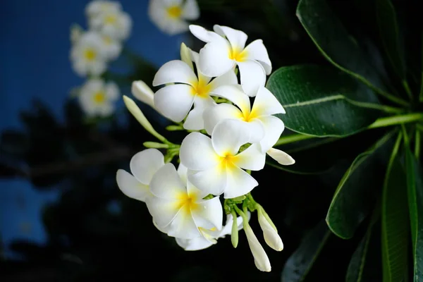 Bahçede Çiçek Açan Frangipani Çiçekleri — Stok fotoğraf