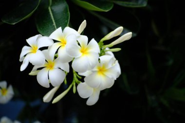 Bahçede çiçek açan Frangipani çiçekleri