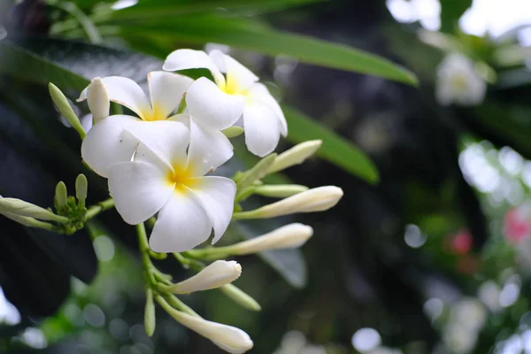 Frangipani Blumen Blühen Garten — Stockfoto
