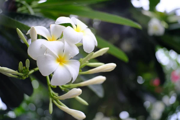 Frangipani Květiny Kvetou Zahradě — Stock fotografie