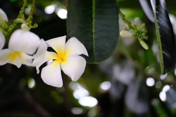 Frangipani Blumen Blühen Garten — Stockfoto