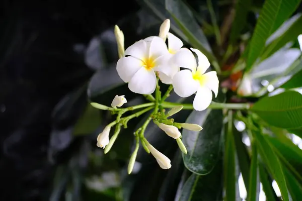 Frangipani Květiny Kvetou Zahradě — Stock fotografie