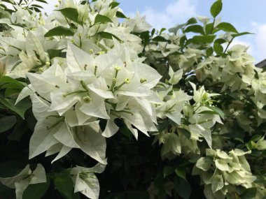 Arka bahçede çiçek açan begonviller 