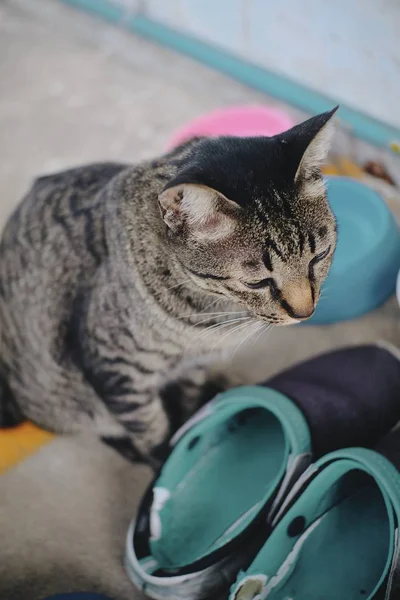 Eine Katze Blickt Die Kamera — Stockfoto