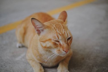 Beton zeminde oturan bir kedi 