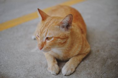 Beton zeminde oturan bir kedi 