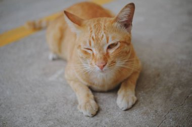 Beton zeminde oturan bir kedi 