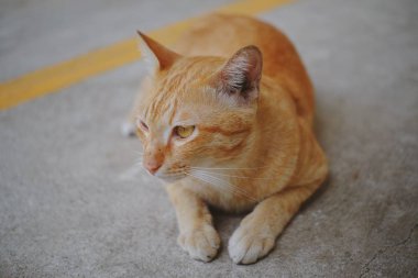 Beton zeminde oturan bir kedi 