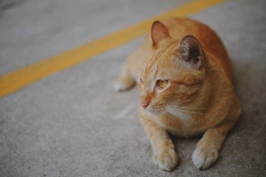 Beton zeminde oturan bir kedi 