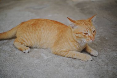 Beton zeminde oturan bir kedi 