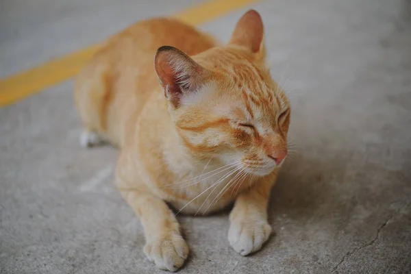 콘크리트 바닥에 앉아있는 고양이 — 스톡 사진