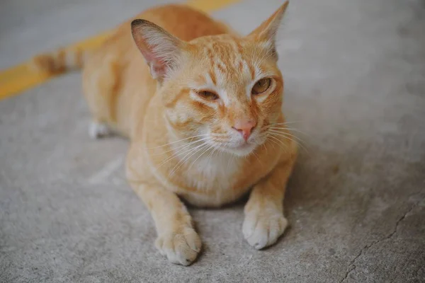 Gato Sentado Suelo Hormigón — Foto de Stock