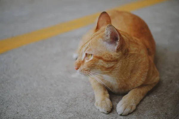 Gato Sentado Chão Concreto — Fotografia de Stock