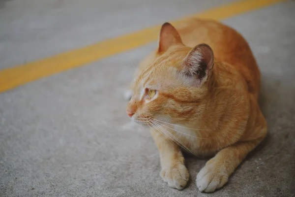 Beton Zeminde Oturan Bir Kedi — Stok fotoğraf